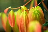 Cinnamon leaves (Cinnamomum verum)