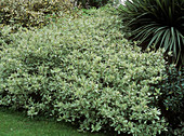 Dogwood (Cornus 'Elegantissima')