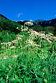 Chaerophyllum hirsutum ssp. magellense