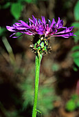 Centaurea thistle (Centaurea triumfetti)