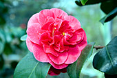 Camellia japonica 'Italiana'