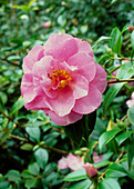 Camellia x williamsii 'Sayonara'