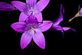 Bellflower (Campanula palustris)