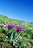 Cornflower (Centaurea triumfetti)