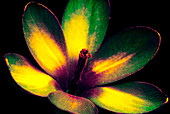 Spring crocus in UV light