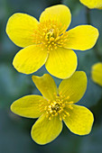 Marsh marigolds (Caltha palustris)