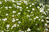 Campion (Silene pusilla)