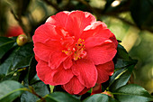 Camellia japonica 'Mercury'