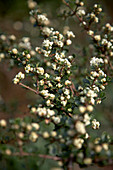California lilac (Ceanothus sp.)