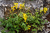 Yellow corydalis (Corydalis lutea)