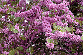 Judas tree (Cercis siliquastrum)