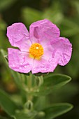 White-leaved rock rose (Cistus albidus)