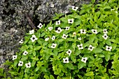 Eurasian dwarf cornel (Cornus suecica)