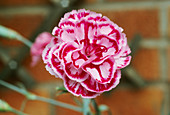 Dianthus TAMSIN