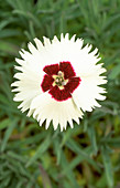 Dianthus Starry Eyes