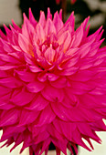 Dahlia PINK JUPITER