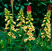 Digitalis grandiflora