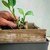 Dahlia cuttings