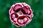 Pink (Dianthus 'Becky Robinson')