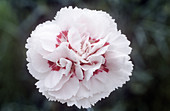 Pink (Dianthus 'Cranmere Pool')
