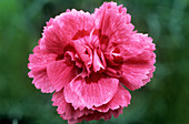 Pink (Dianthus 'Royalty')