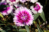 Dianthus 'Ideal Cherry Picotee'