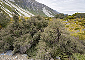 Wild irishman (Discaria toumatou)