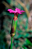 Woodland pink (Dianthus sylvestris)