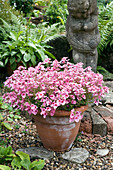 Antique rose (Diascia 'trailing')