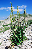 Foxglove (Digitalis micrantha)