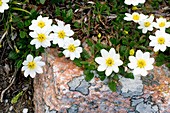 Mountain avens (Dryas octopetala)