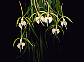 Epidendrum falcatum