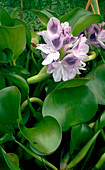 Eichhornia crassipes Water Hyacinth