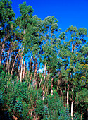 Eucalyptus globulus