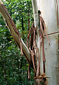 Eucalyptus sp