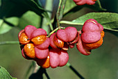 Euonymus europaeus