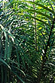 Elaeis guieensis African Oil Palm