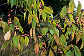 Winterberry euonymus 'Dart's Pride'