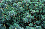 Spurge (Euphorbia 'Portuguese Velvet')