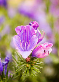 Echium vulgare