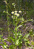 Michaelmas daisy (Erigeron annuus)