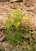 Wallflower (Erysimum pieninicum)