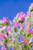 Purple viper's bugloss