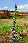 Italian viper's bugloss (Echium italicum)