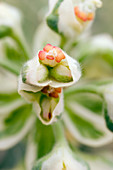 Euphorbia 'Silver Swan' = 'Wilcott'