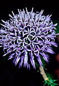 Echinops siculus