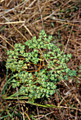 Sickle spurge (Euphorbia falcata)