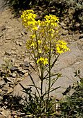 Western wallflower (Erysimum capitatum)