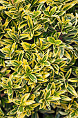 Euonymus japonicus 'Microphyllus Aureovariegatus'