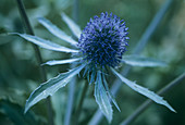 Sea holly (Eryngium planum)